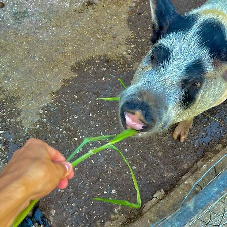 Hotel Fazenda Rancho Mineiro Engenheiro Paulo de Frontin Luaran gambar