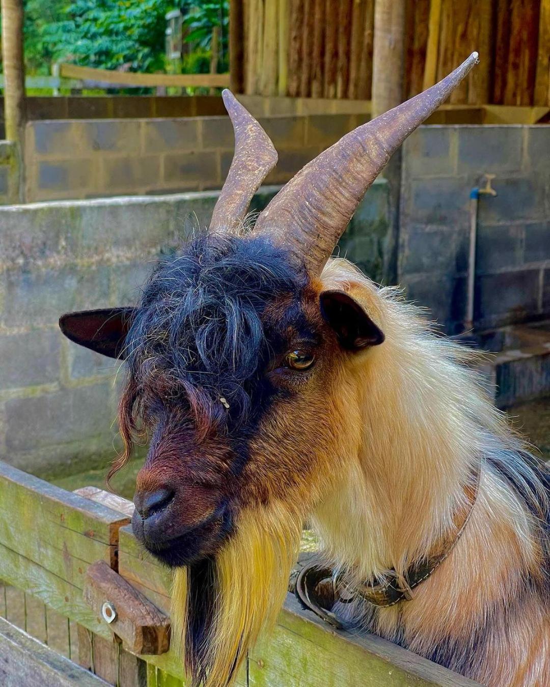 Hotel Fazenda Rancho Mineiro Engenheiro Paulo de Frontin Luaran gambar