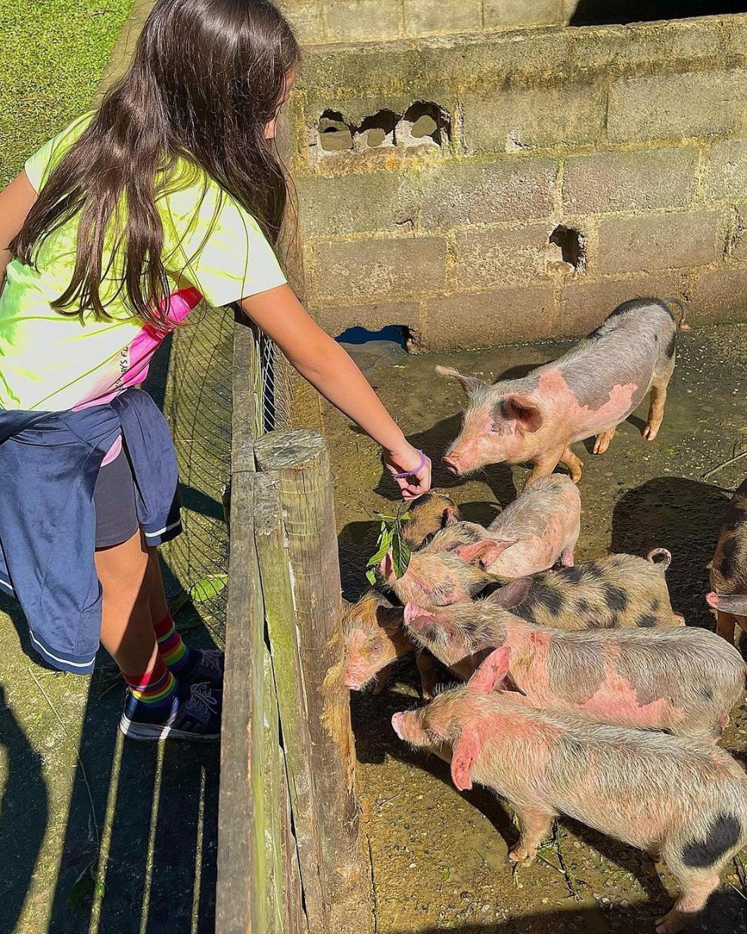 Hotel Fazenda Rancho Mineiro Engenheiro Paulo de Frontin Luaran gambar