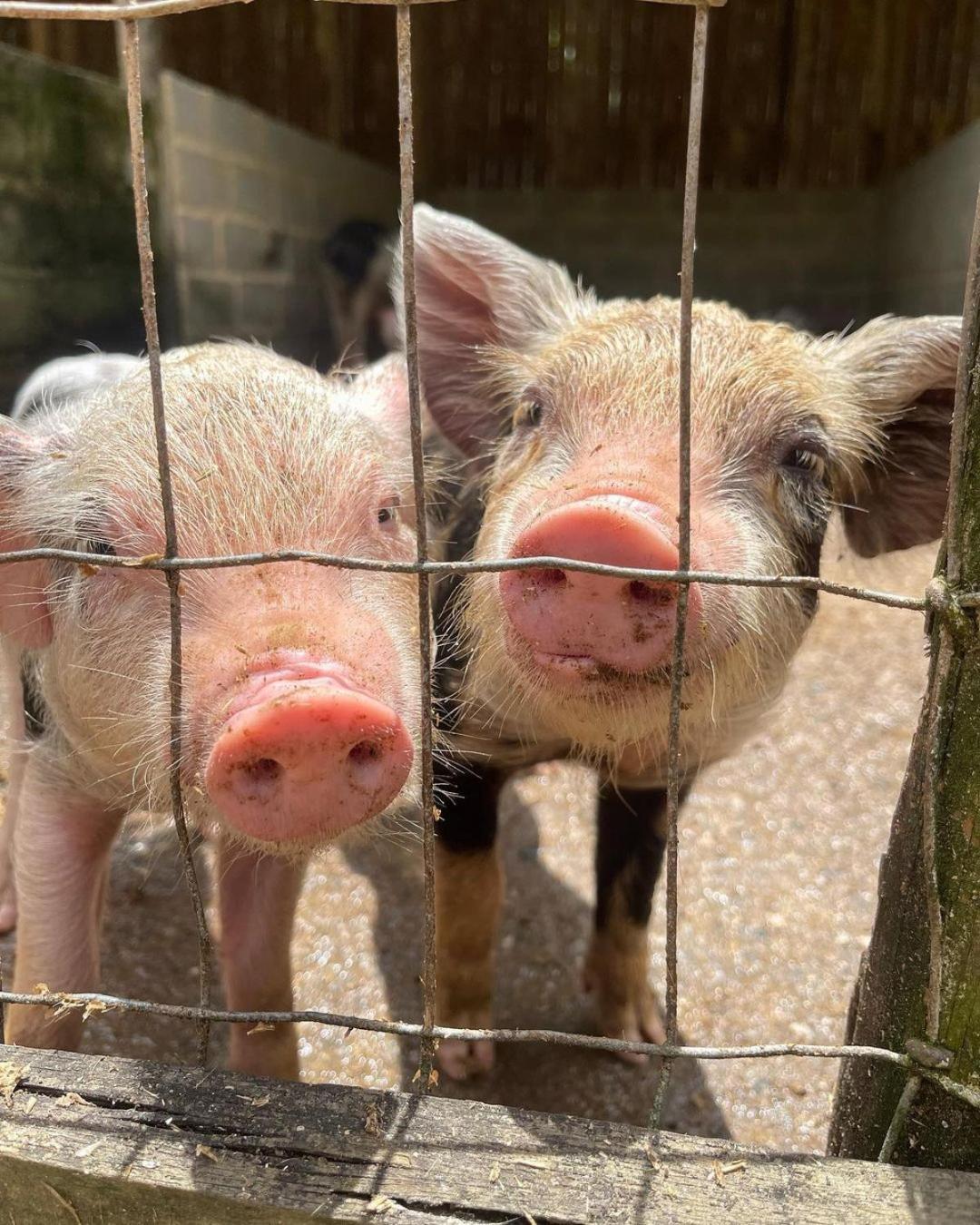 Hotel Fazenda Rancho Mineiro Engenheiro Paulo de Frontin Luaran gambar