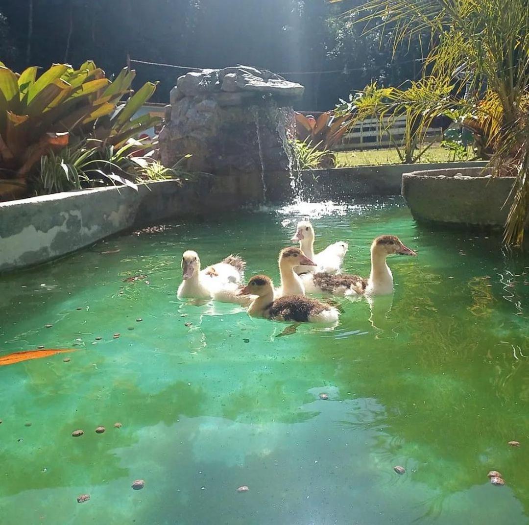 Hotel Fazenda Rancho Mineiro Engenheiro Paulo de Frontin Luaran gambar