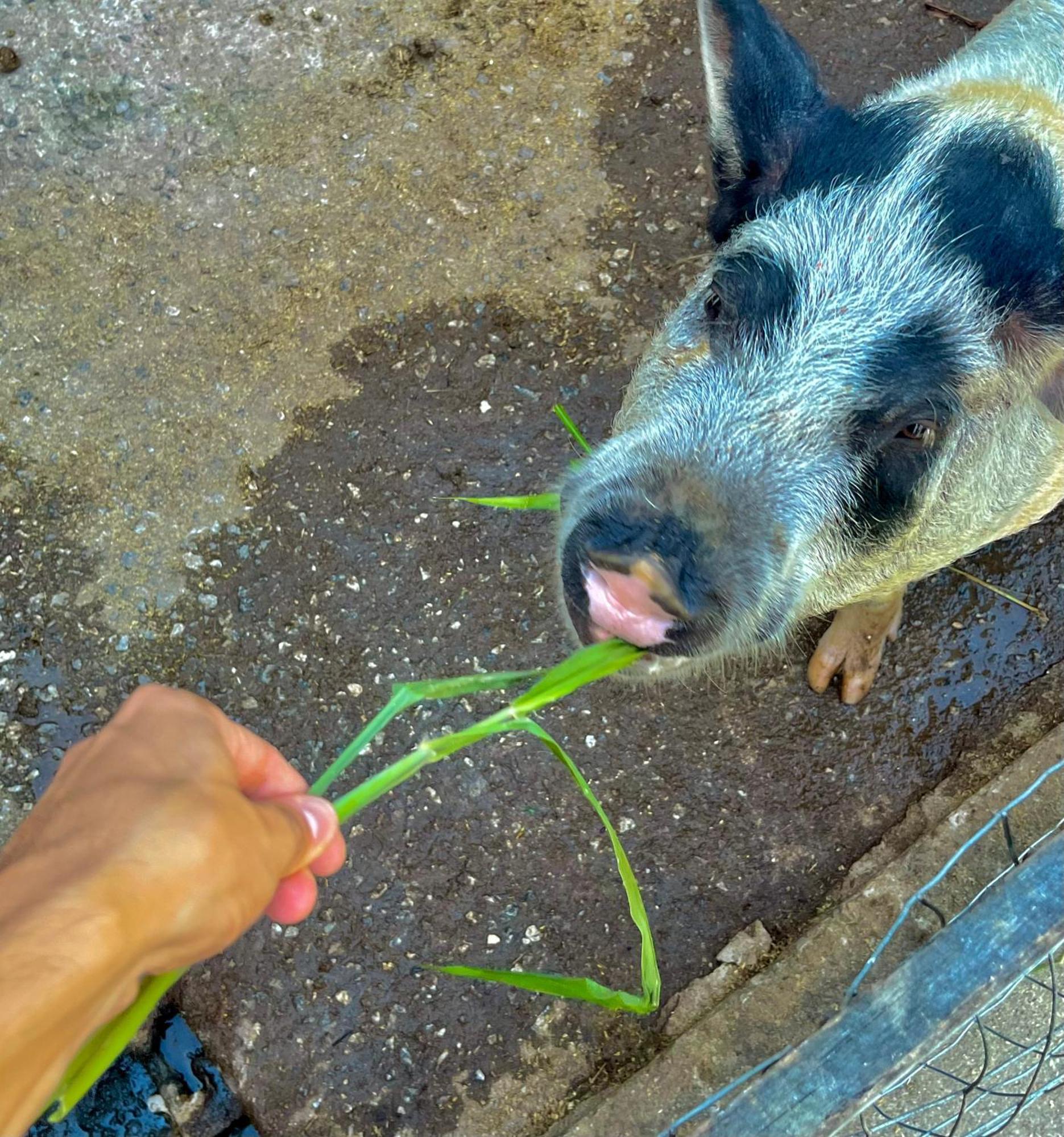 Hotel Fazenda Rancho Mineiro Engenheiro Paulo de Frontin Luaran gambar